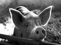 Cochon