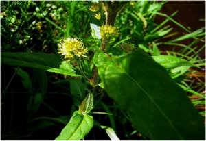 Lysimaque thyrsiflora Lysimaque thyrsiflora
